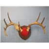 Image 1 : set of mounted deer horns