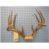 Image 1 : set of deer horns