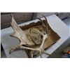 Image 1 : LOT OF MOOSE AND DEER ANTLERS