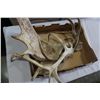 Image 2 : LOT OF MOOSE AND DEER ANTLERS