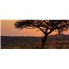 Image 2 : 2 nights accommodation for 4 people at Ondundu Etosha Lodge