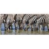 Image 3 : 2 nights accommodation for 4 people at Ondundu Etosha Lodge