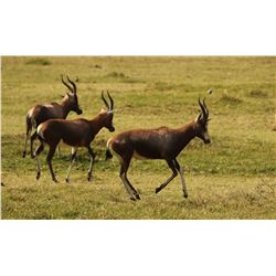 A breeding herd of 10 Blesbok: 2 rams and 8 ewes