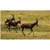 Image 1 : A breeding herd of 10 Blesbok: 2 rams and 8 ewes