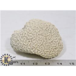 CHUNK OF CORAL