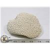 Image 1 : CHUNK OF CORAL
