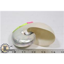 MOTHER OF PEARL SEASHELL