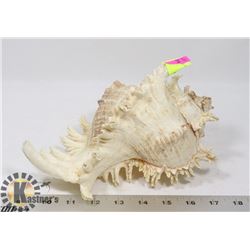 CONCHE SEASHELL - ON CHOICE