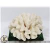 Image 1 : WHITE CORAL ON STAND