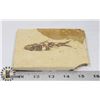 Image 1 : FISH FOSSIL
