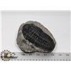 Image 1 : LARGE TRILOBITE FOSSIL