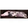 Image 1 : REALISTIC PIG PILLOW 36" LONG