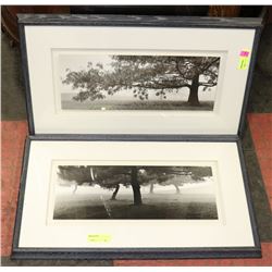 LOT OF 2 FRAMED TREE PICTURES.