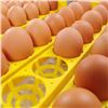Image 5 : AUTOMATIC 48 EGG INCUBATOR