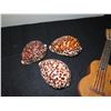 Image 2 : Qty 4 Natural Seashells & Ukulele Trinket Box