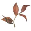 Image 2 : Swiss Family Treehouse Red Leaf Props.