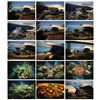 Image 1 : Collection of (15) The Living Seas Slides.