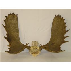 MOOSE SKULL CAP W/ 45 RACK - NORMAL WEAR