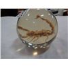 Image 2 : SCORPION IN LUCITE SPHERE