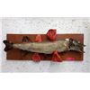 Image 1 : Mounted Trophy Fish on Board - 11" x 34"
