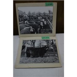 1947 Cattle Photos (2)