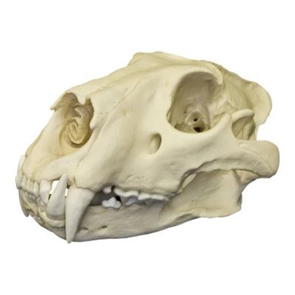 Replica African Lion Skull on Stand