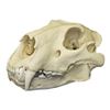 Image 1 : Replica African Lion Skull on Stand