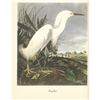 Image 1 : c1950 Audubon Print, Snowy Egret