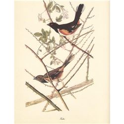 c1950 Audubon Print, Towhee