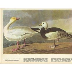 c1946 Audubon Print, Blue and Snow Goose #381