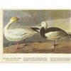 Image 1 : c1946 Audubon Print, Blue and Snow Goose #381