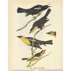 c1946 Audubon Print, Three Icterids #388