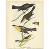 Image 1 : c1946 Audubon Print, Three Icterids #388