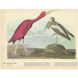 c1946 Audubon Print, #397 Scarlet Ibis