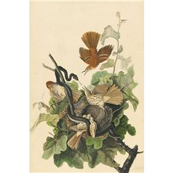 c1946 Audubon Print, #116 Brown Thrasher