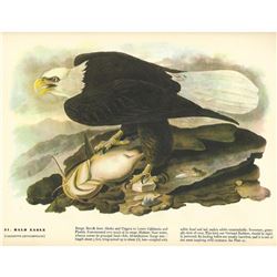 c1946 Audubon Print, Bald Eagle #31