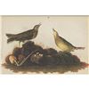 Image 1 : c1946 Audubon Print, #10 American Pipit