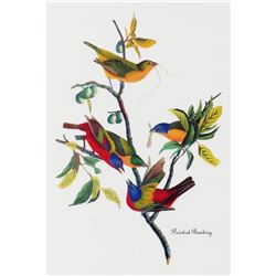 c1946 Audubon Print, #53 Painted Bunting