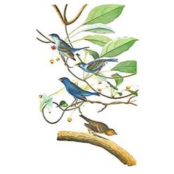 c1946 Audubon Print, #74 Indigo Bunting