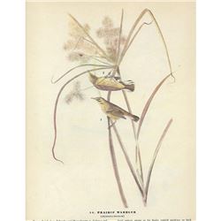 c1946 Audubon Print, Prairie Warbler