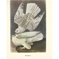 c1950 Audubon Print, White Gyrfalcon