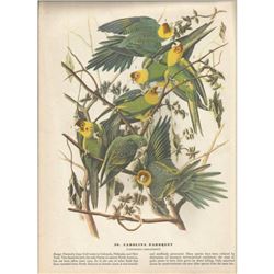 c1946 Audubon Print, #26 Carolina Paroquet