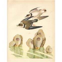 1950 Menaboni Bird Print, Semi-palmated Plover