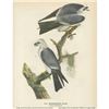 Image 1 : c1946 Audubon Print, Mississippi Kite