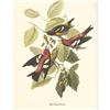 Image 1 : c1950 Audubon Print, White-Winged Crossbill