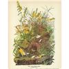 Image 1 : c1946 Audubon Print, Meadow Lark