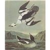 Image 1 : c1946 Audubon Print, #347 Smew, Diving Duck