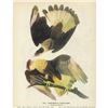 Image 1 : 1946 Audubon Print, Audubon's Caracara