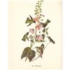 Image 1 : 1950 Audubon Print, Anna's Hummingbird
