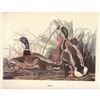 Image 1 : c1950 Audubon Print, Mallard